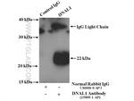 DNAL1 Antibody in Immunoprecipitation (IP)