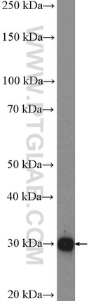 ANP32A Antibody in Western Blot (WB)