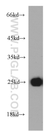 MYL1 Antibody in Western Blot (WB)