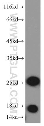 MYL1 Antibody in Western Blot (WB)