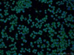 PRDX1 Antibody in Immunocytochemistry (ICC/IF)