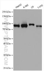 HMMR Antibody in Western Blot (WB)