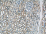 domain-I-of-FIZ-1 Antibody in Immunohistochemistry (Paraffin) (IHC (P))