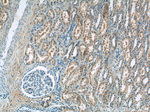 domain-I-of-FIZ-1 Antibody in Immunohistochemistry (Paraffin) (IHC (P))