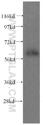 domain-II-of-FIZ1 Antibody in Western Blot (WB)