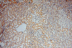 Carboxypeptidase A1 Antibody in Immunohistochemistry (Paraffin) (IHC (P))