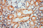Carboxypeptidase A1 Antibody in Immunohistochemistry (Paraffin) (IHC (P))