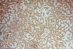 Carboxypeptidase A1 Antibody in Immunohistochemistry (Paraffin) (IHC (P))