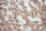 Carboxypeptidase A1 Antibody in Immunohistochemistry (Paraffin) (IHC (P))