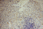 Carboxypeptidase A1 Antibody in Immunohistochemistry (Paraffin) (IHC (P))