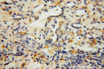 Carboxypeptidase A1 Antibody in Immunohistochemistry (Paraffin) (IHC (P))