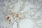 Carboxypeptidase A1 Antibody in Immunohistochemistry (Paraffin) (IHC (P))