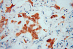 Carboxypeptidase A1 Antibody in Immunohistochemistry (Paraffin) (IHC (P))