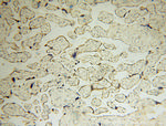 Carboxypeptidase A1 Antibody in Immunohistochemistry (Paraffin) (IHC (P))