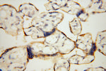 Carboxypeptidase A1 Antibody in Immunohistochemistry (Paraffin) (IHC (P))