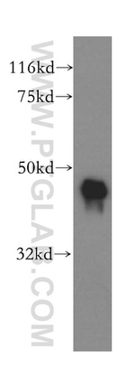 Carboxypeptidase A1 Antibody in Western Blot (WB)