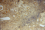 GSTT1 Antibody in Immunohistochemistry (Paraffin) (IHC (P))