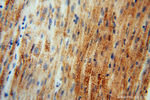 GSTT1 Antibody in Immunohistochemistry (Paraffin) (IHC (P))