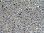 PSMC6 Antibody in Immunohistochemistry (Paraffin) (IHC (P))