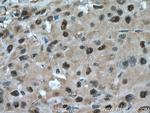 PSMC6 Antibody in Immunohistochemistry (Paraffin) (IHC (P))