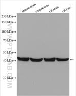 PSMC6 Antibody in Western Blot (WB)