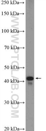 PSMC6 Antibody in Western Blot (WB)