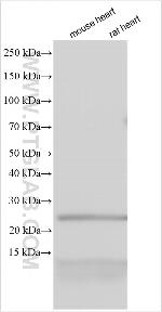 ATP5J2 Antibody in Western Blot (WB)