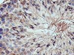 PPP6C Antibody in Immunohistochemistry (Paraffin) (IHC (P))