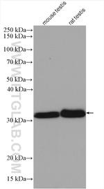 PPP6C Antibody in Western Blot (WB)