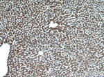 CYTL1 Antibody in Immunohistochemistry (Paraffin) (IHC (P))