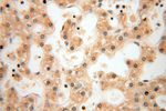 CYTL1 Antibody in Immunohistochemistry (Paraffin) (IHC (P))