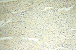 CYTL1 Antibody in Immunohistochemistry (Paraffin) (IHC (P))