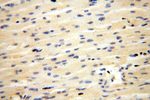 CYTL1 Antibody in Immunohistochemistry (Paraffin) (IHC (P))