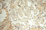 CYTL1 Antibody in Immunohistochemistry (Paraffin) (IHC (P))