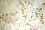 CYTL1 Antibody in Immunohistochemistry (Paraffin) (IHC (P))