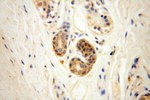 CYTL1 Antibody in Immunohistochemistry (Paraffin) (IHC (P))