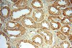 CYTL1 Antibody in Immunohistochemistry (Paraffin) (IHC (P))