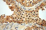 CYTL1 Antibody in Immunohistochemistry (Paraffin) (IHC (P))