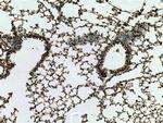 CYTL1 Antibody in Immunohistochemistry (Paraffin) (IHC (P))