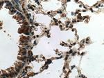 CYTL1 Antibody in Immunohistochemistry (Paraffin) (IHC (P))