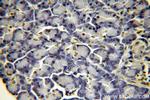 Histone H2B Antibody in Immunohistochemistry (Paraffin) (IHC (P))