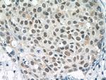 Histone H2B Antibody in Immunohistochemistry (Paraffin) (IHC (P))
