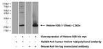 Histone H2B Antibody in Western Blot (WB)