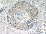 Histone H2B Antibody in Immunohistochemistry (Paraffin) (IHC (P))