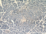 Histone H2B Antibody in Immunohistochemistry (Paraffin) (IHC (P))