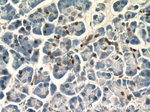 Histone H2B Antibody in Immunohistochemistry (Paraffin) (IHC (P))