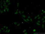 INT11 Antibody in Immunocytochemistry (ICC/IF)
