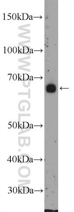 INT11 Antibody in Western Blot (WB)