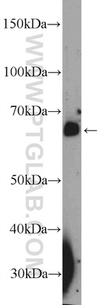 INT11 Antibody in Western Blot (WB)
