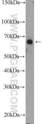 INT11 Antibody in Western Blot (WB)